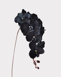 Black Phalaenopsis Orchid Seeds Perfect for Borders Heirloom & GMO Free Seeds for Home Garden
 
 Sale