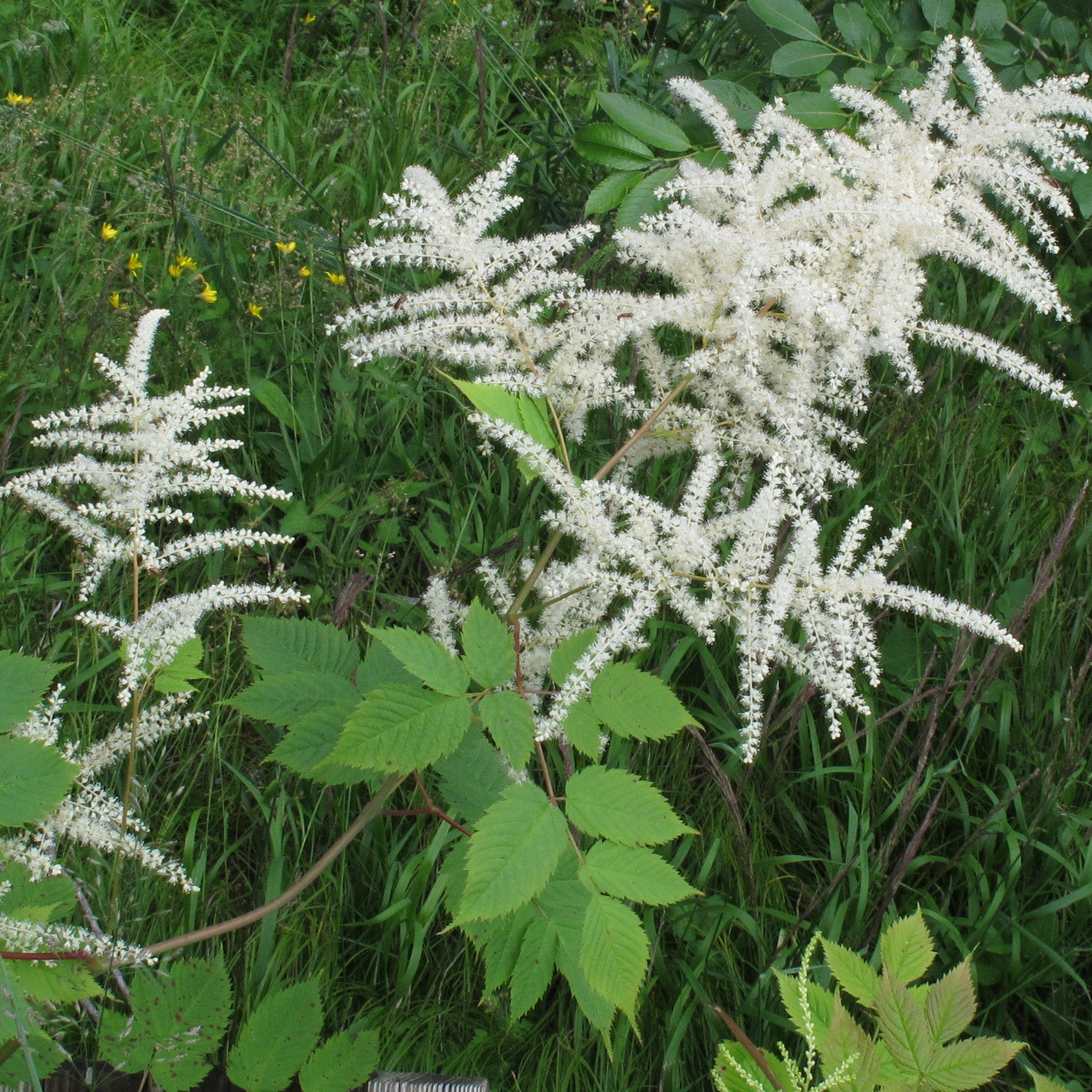 Aruncus Flower seeds for Planting Cut Flower Favorite Heirloom & GMO Free Seeds for Home Garden