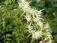 Aruncus Dioicus Flower seeds for Planting Long Bloom Season Heirloom & GMO Free Seeds for Home Garden