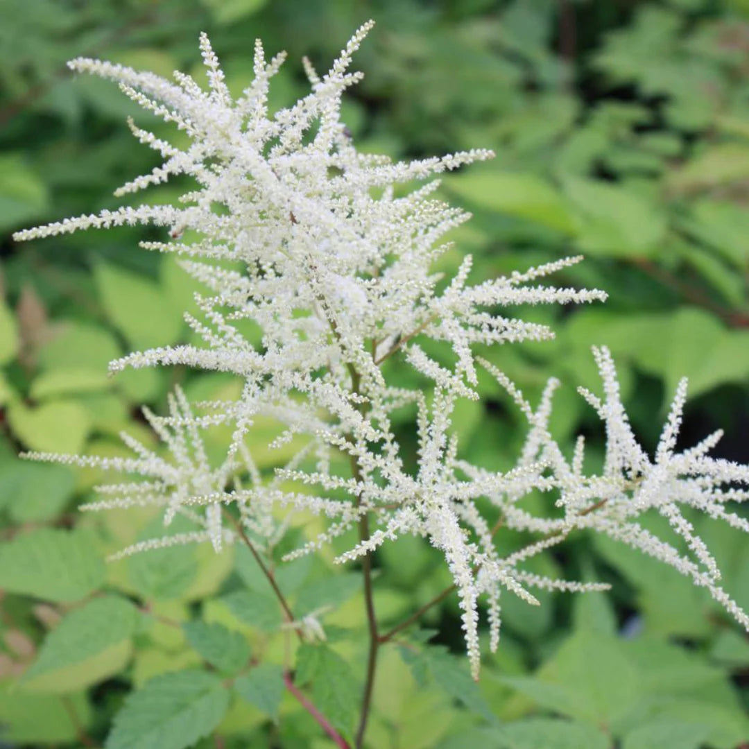 White Aruncus Dioicus Flower seeds for Planting - Seasonal Bloomer, Heirloom & GMO Free Seeds for Home Garden