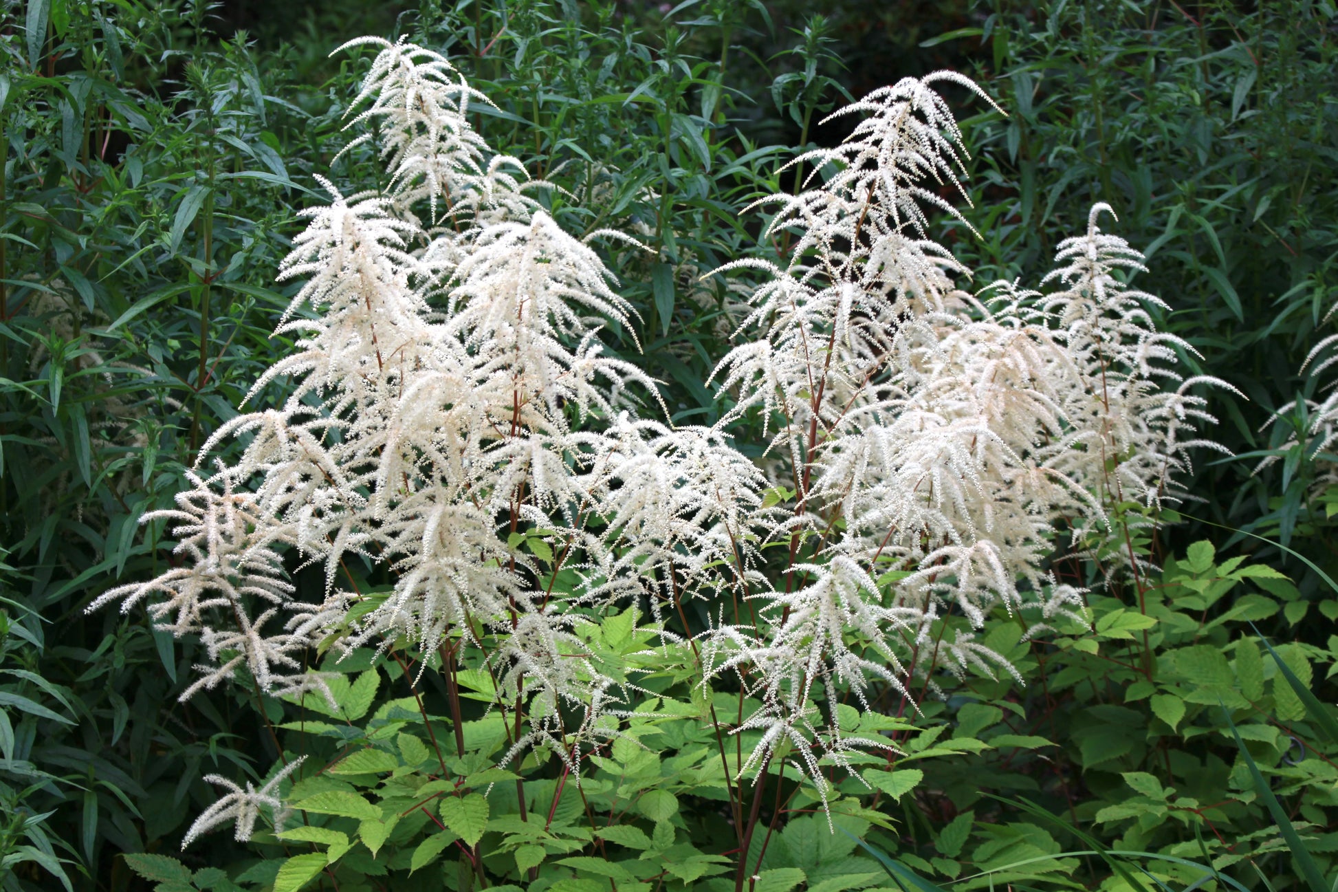 Aruncus Flower seeds for Planting Cut Flower Favorite Heirloom & GMO Free Seeds for Home Garden