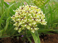 Asclepias Asperula Antelope Horns Seeds for Planting Asclepias asperula for wildflower gardens and butterfly gardens