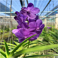 Violet Vanda Orchid Flower seeds for Planting - Vibrant Colors, Heirloom & GMO Free Seeds for Home Garden
