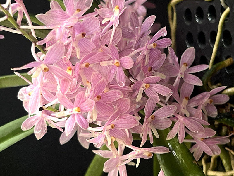 Baby Pink Ascocentrum Ampullaceum Seeds for Planting