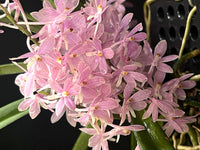 Baby Pink Ascocentrum Ampullaceum Seeds for Planting