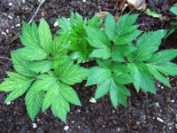 Non GMO Ashitaba planting seeds