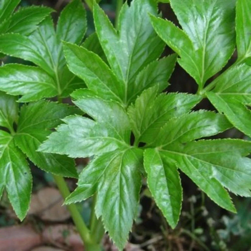 Ornamental Ashitaba seeds for home gardens