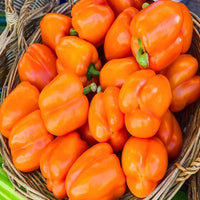 Orange Pepper Seeds for Planting - Grow Vibrant Vegetable Peppers at Home
