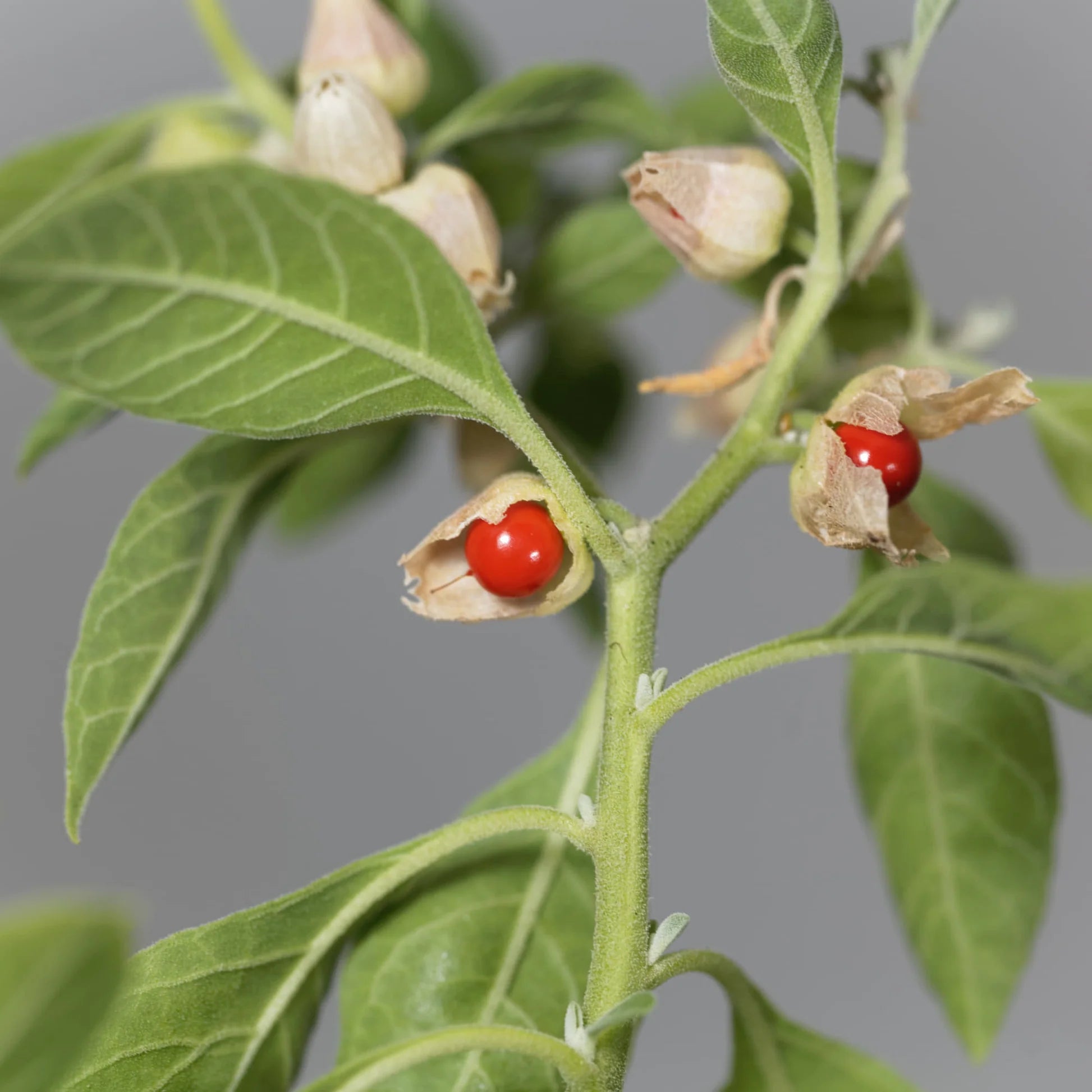 Orange Somnifera Flower seeds for Planting - Bright Blooms, Heirloom & GMO Free Seeds for Home Garden