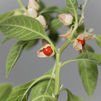 Orange Somnifera Flower seeds for Planting - Bright Blooms, Heirloom & GMO Free Seeds for Home Garden