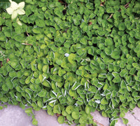 Dichondra Ground Cover Flower seeds for Planting, Cut Flower Favorite Heirloom & GMO Free Seeds for Home Garden