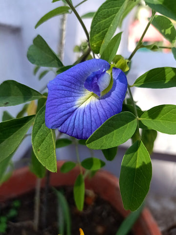 Pea Flower seeds for Planting Compact Growth Heirloom & GMO Free Seeds for Home Garden 
 
 Sale