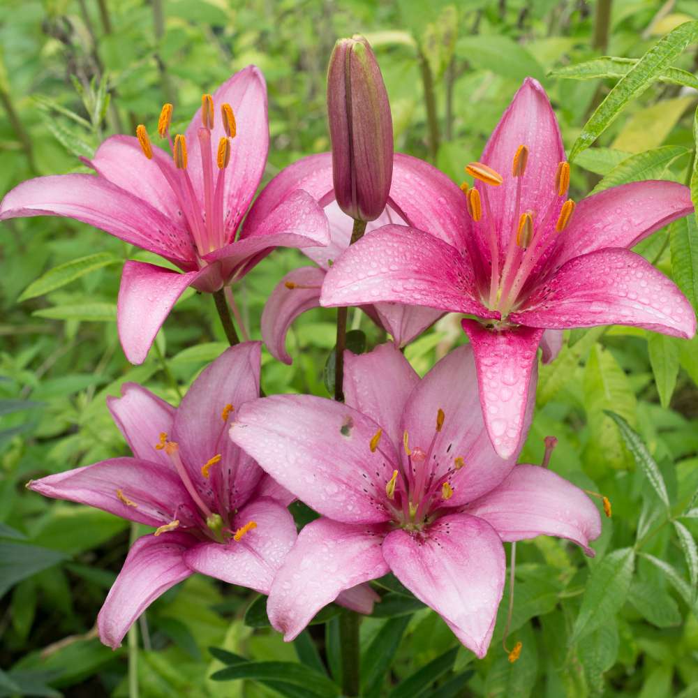 Lilly Flower seeds for Planting Seasonal Bloomer Heirloom & GMO Free Seeds for Home Garden
