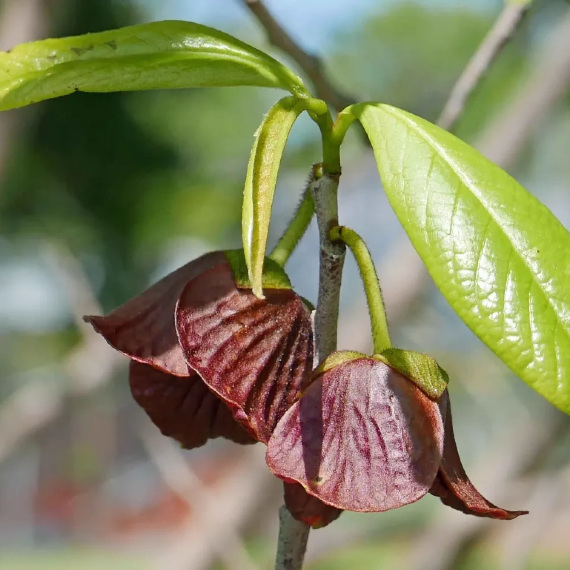 Green Asminia Triloba Flower seeds for Planting - Seasonal Bloomer, Heirloom & GMO Free Seeds for Home Garden