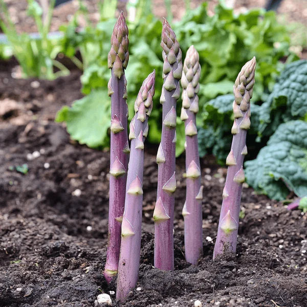 Purple Asparagus Seeds  Perfect for Planting