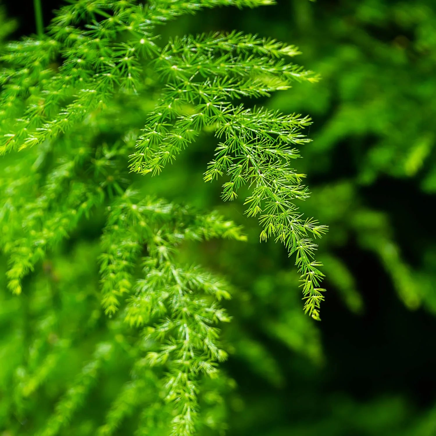 Green Fern for Planting heirloom & NonGMO Seeds Hardy Variety Heirloom & GMO Free Seeds for Home Garden
 
 Sale