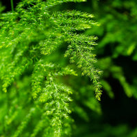 Green Fern for Planting heirloom & NonGMO Seeds Hardy Variety Heirloom & GMO Free Seeds for Home Garden
 
 Sale