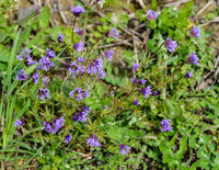 Asperula Flower seeds for Planting, Easy to Grow Heirloom & GMO Free Seeds for Home Garden   Sale