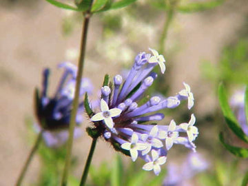Asperula Flower seeds for Planting Cottage Garden Essential Heirloom & GMO Free Seeds for Home Garden 
 
 Sale