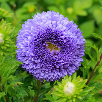 Blue White Chrysanthemum Flower seeds for Planting - Premium Quality, Heirloom & GMO Free Seeds for Home Garden