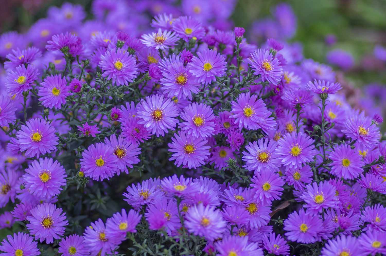 Lavender aster flowering seeds for gardens