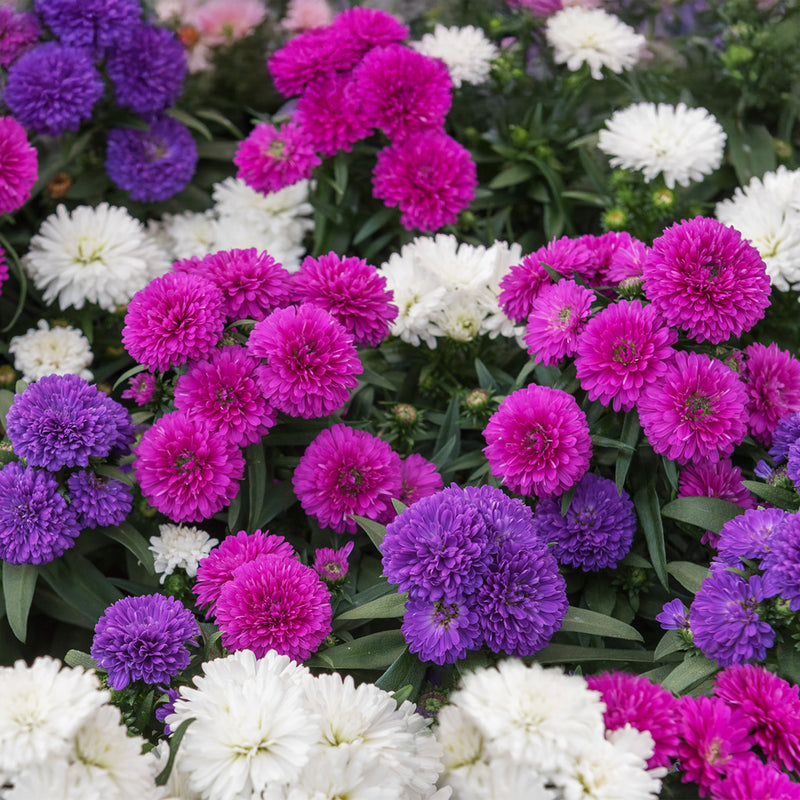 Callistephus Flower seeds for Planting Fragrant Blossoms Heirloom & GMO Free Seeds for Home Garden