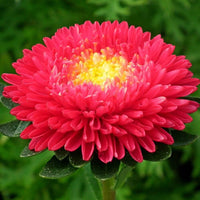 Red Aster Flower seeds for Planting Wildflower Mix Heirloom & GMO Free Seeds for Home Garden 
 
 Sale