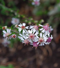 Pink White Lateriflorus Flower seeds for Planting - Bright Blooms, Heirloom & GMO Free Seeds for Home Garden