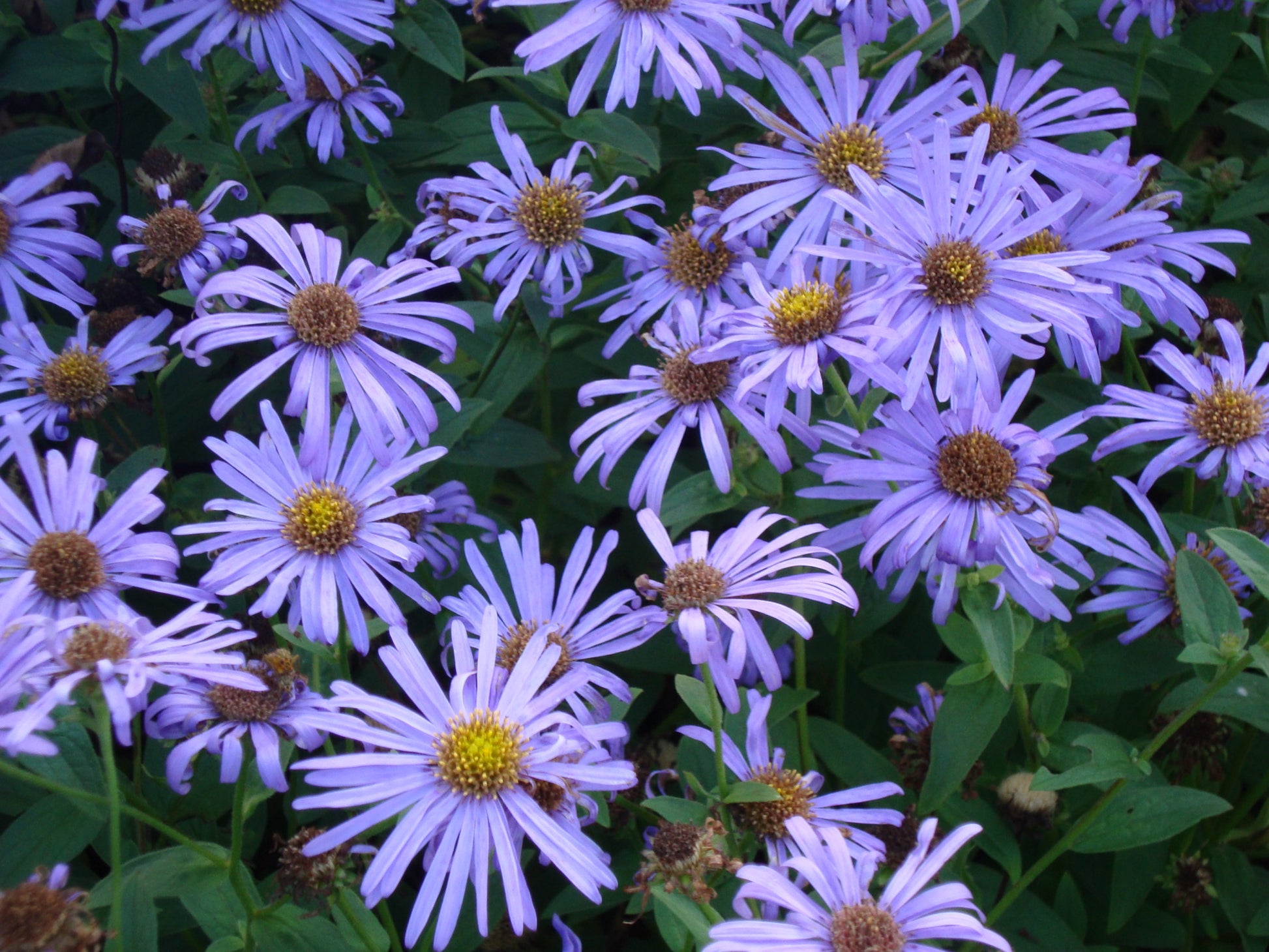 Aster NoviBelgii Flower seeds for Planting Shade Tolerant Heirloom & GMO Free Seeds for Home Garden