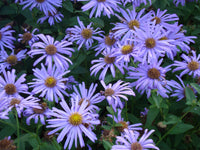 Aster NoviBelgii Flower seeds for Planting Shade Tolerant Heirloom & GMO Free Seeds for Home Garden