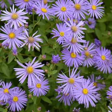 Blue Frikartii Flower Seeds for Planting