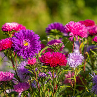 Aster Flower seeds for Planting Perfect for Borders Heirloom & GMO Free Seeds for Home Garden