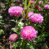 Light Pink Aster Flower Seeds for Planting Low Maintenance Heirloom & GMO Free Seeds for Home Garden
 
 Sale