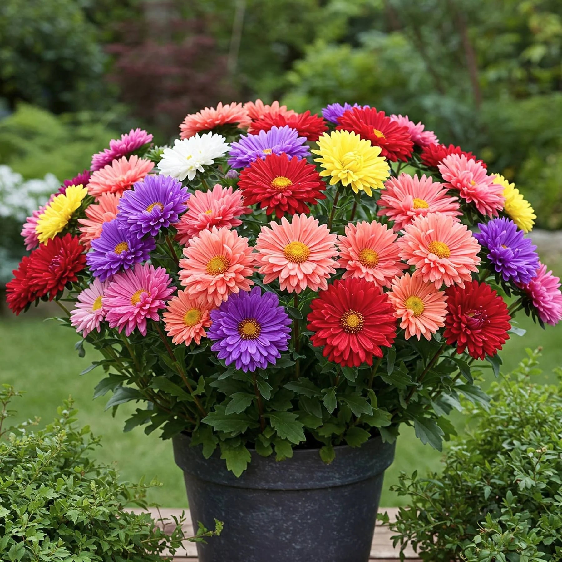 Aster Flower seeds for Planting Perfect for Borders Heirloom & GMO Free Seeds for Home Garden