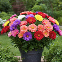 Aster Flower seeds for Planting Perfect for Borders Heirloom & GMO Free Seeds for Home Garden