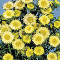 Light Yellow Aster Flower Seeds for Planting Bright Blooms Heirloom & GMO Free Seeds for Home Garden
 
 Sale