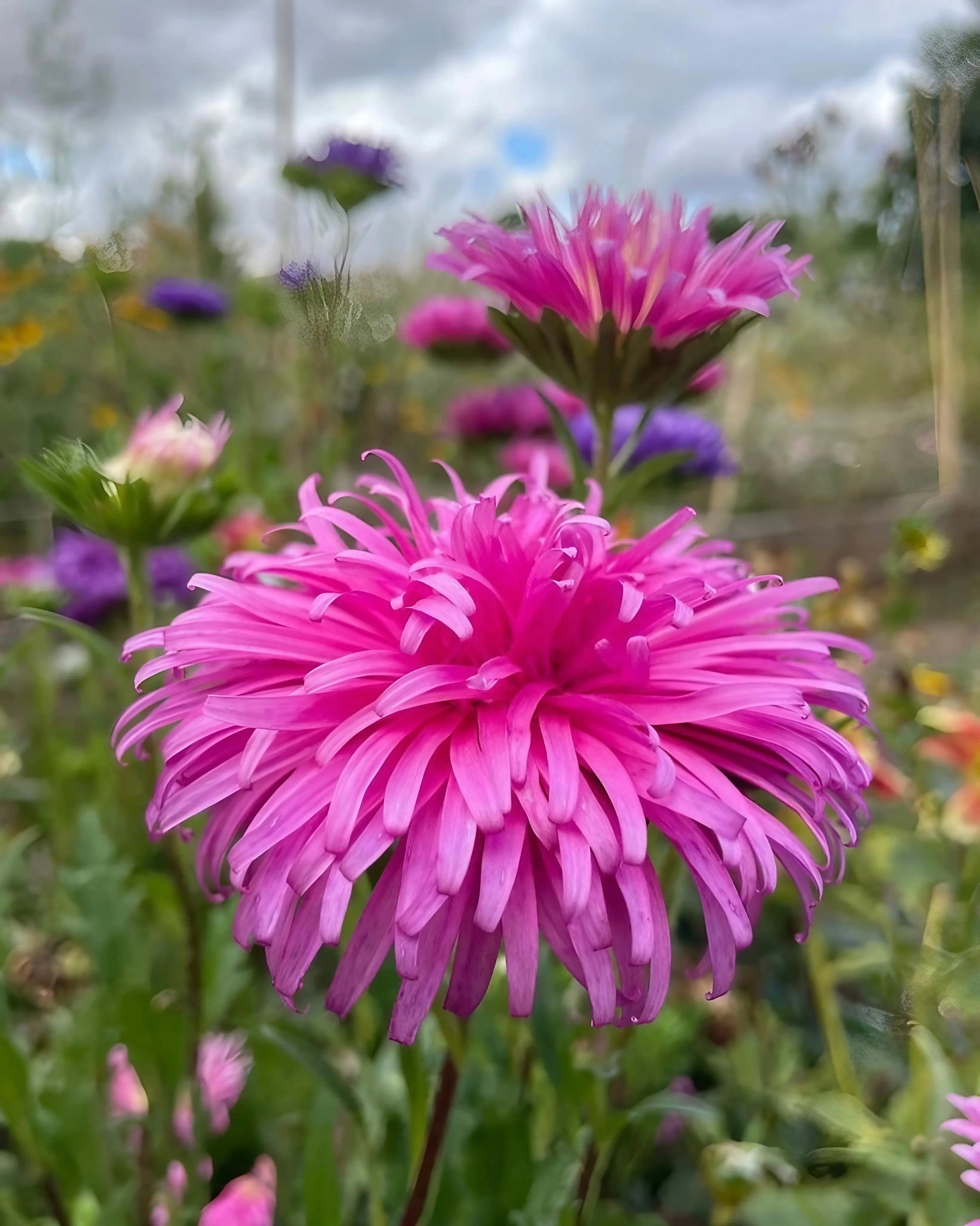 Ostrich Plume Aster Seeds – Cut Flower Mix Annual with Feathery Blooms