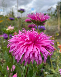 Ostrich Plume Aster Seeds – Cut Flower Mix Annual with Feathery Blooms