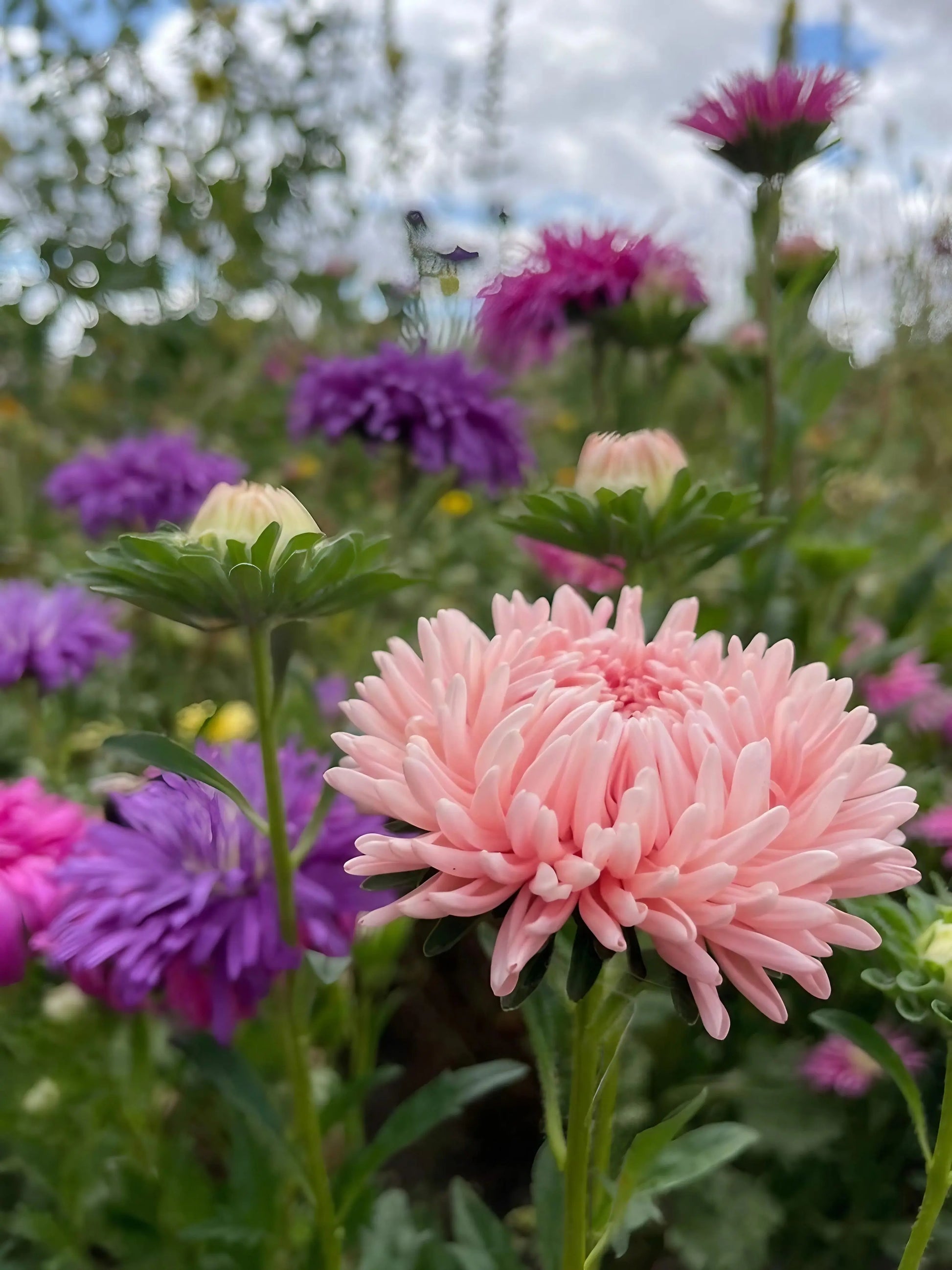 Duchess Paeony Aster Flower seeds for Planting, Hardy Variety Heirloom & GMO Free Seeds for Home Garden