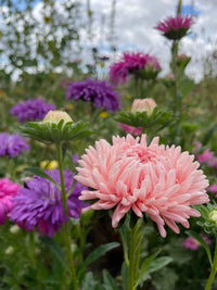 Duchess Paeony Aster Flower seeds for Planting, Hardy Variety Heirloom & GMO Free Seeds for Home Garden