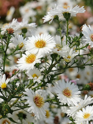 White Prairie Aster Flower seeds for Planting - Cut Flower Favorite, Heirloom & GMO Free Seeds for Home Garden