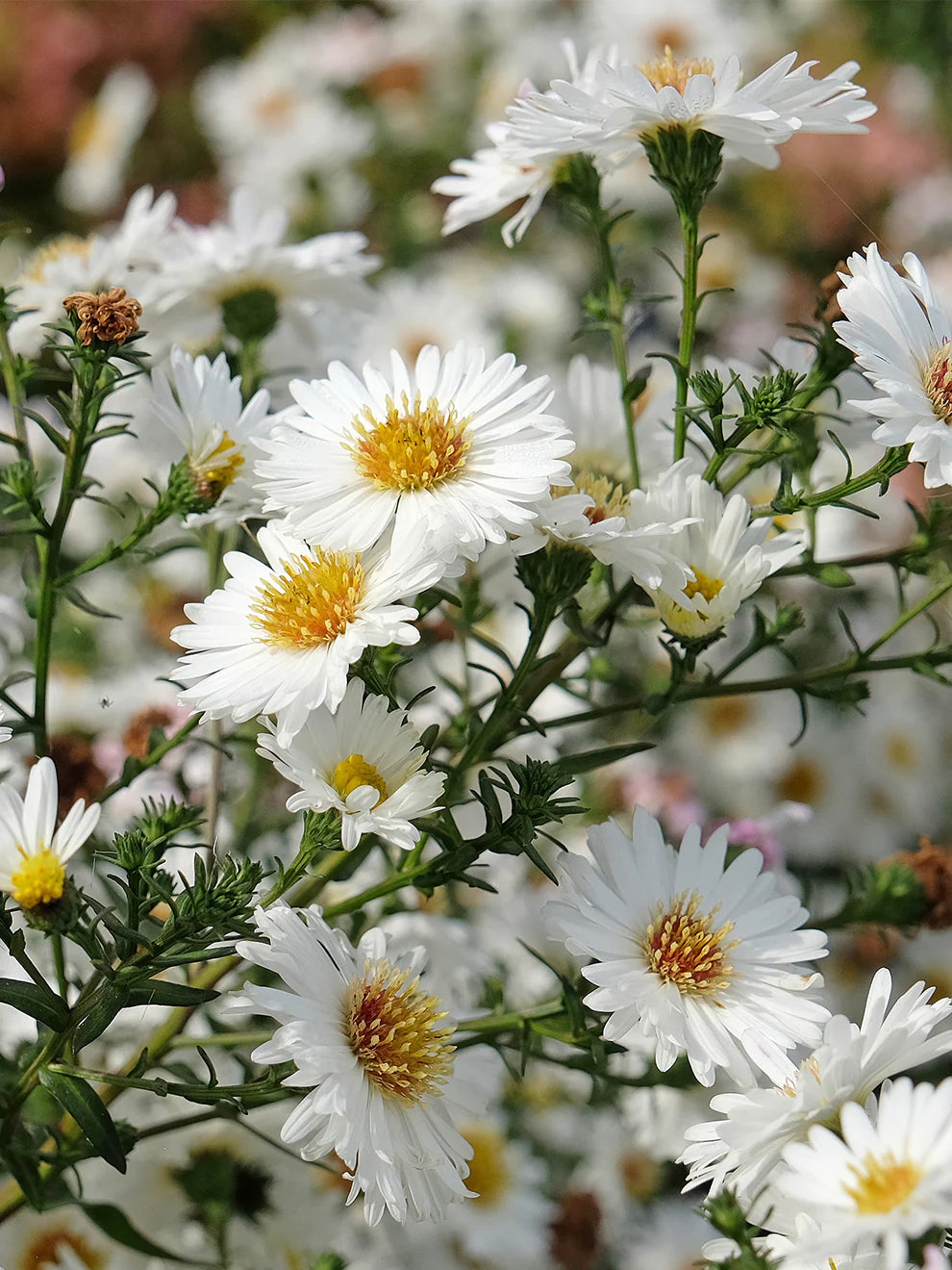 Aster Flower Flower seeds for Planting Vibrant Colors Heirloom & GMO Free Seeds for Home Garden