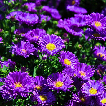 Aster Flower seeds for Planting Compact Growth Heirloom & GMO Free Seeds for Home Garden