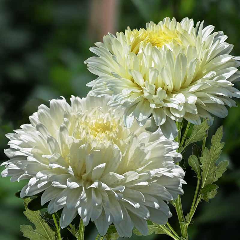 White Aster Callistephus Flower Seeds for Planting Premium Quality Heirloom & GMO Free Seeds for Home Garden
 
 Sale