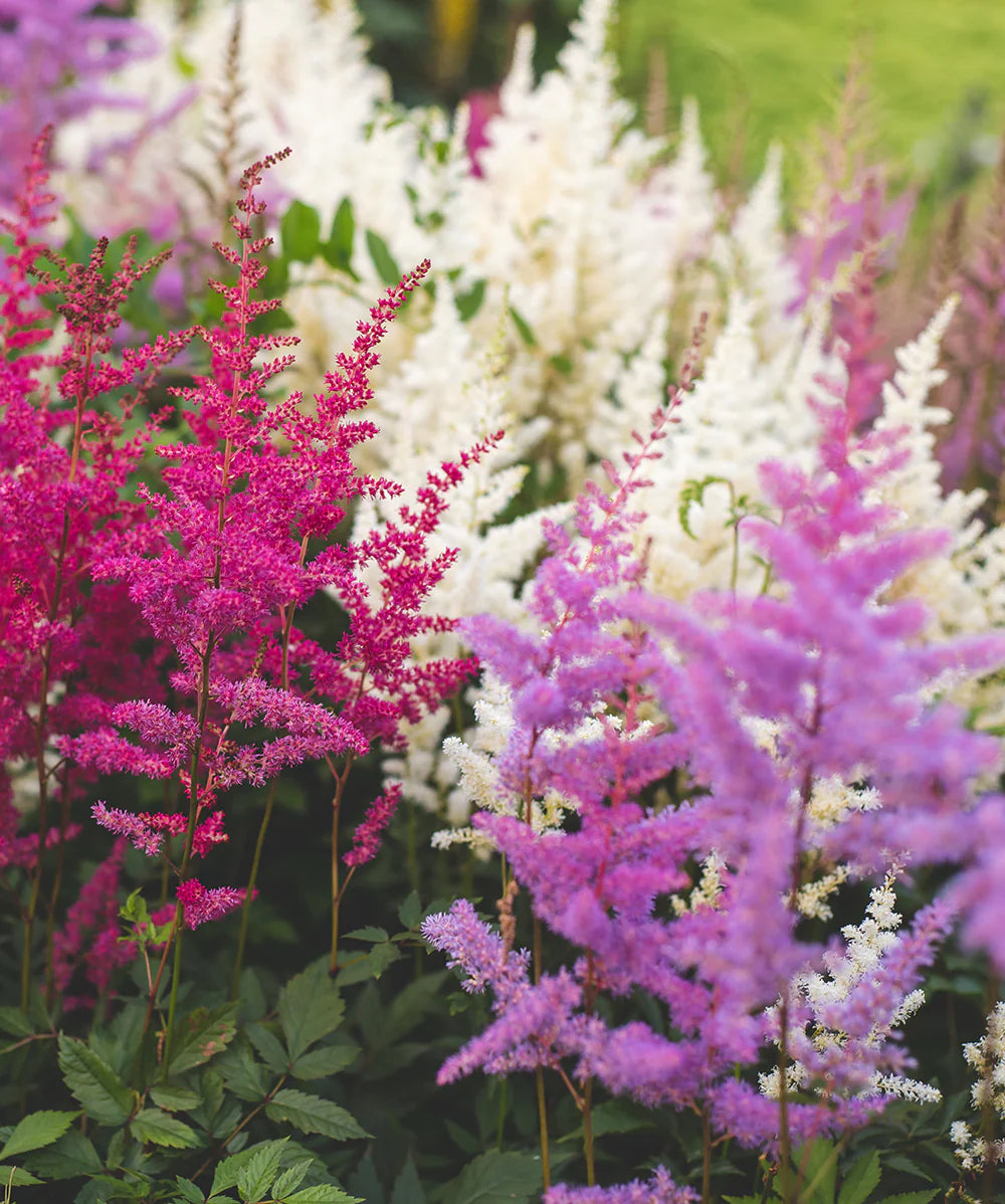 Mixed Astilbe Flower Seeds for Planting