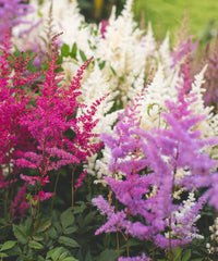 Mixed Astilbe Flower Seeds for Planting