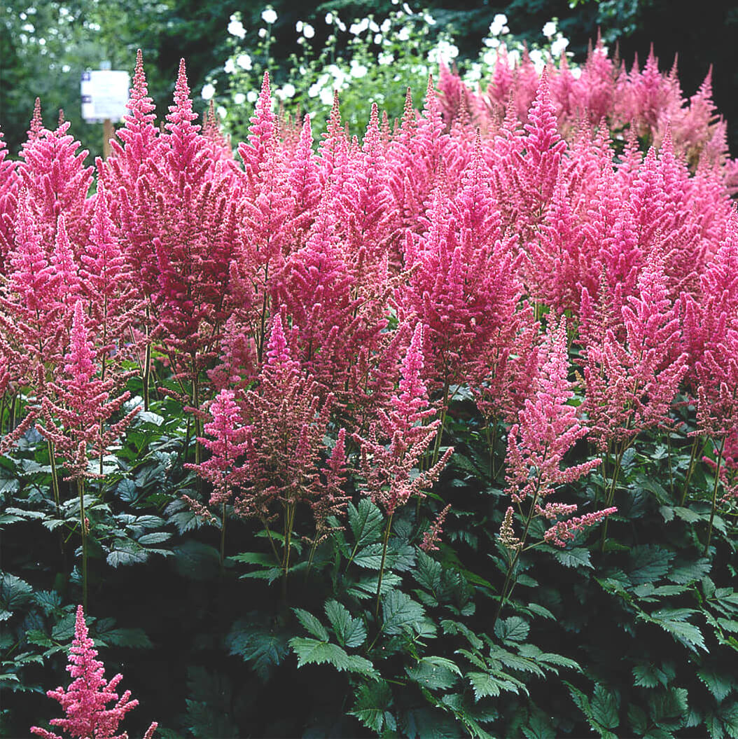 Pink Astilbe Flower Seeds for Planting Wildflower Mix Heirloom & GMO Free Seeds for Home Garden
 
 Sale