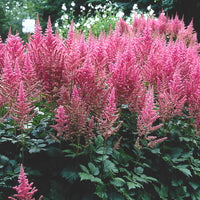 Pink Astilbe Flower Seeds for Planting Wildflower Mix Heirloom & GMO Free Seeds for Home Garden
 
 Sale
