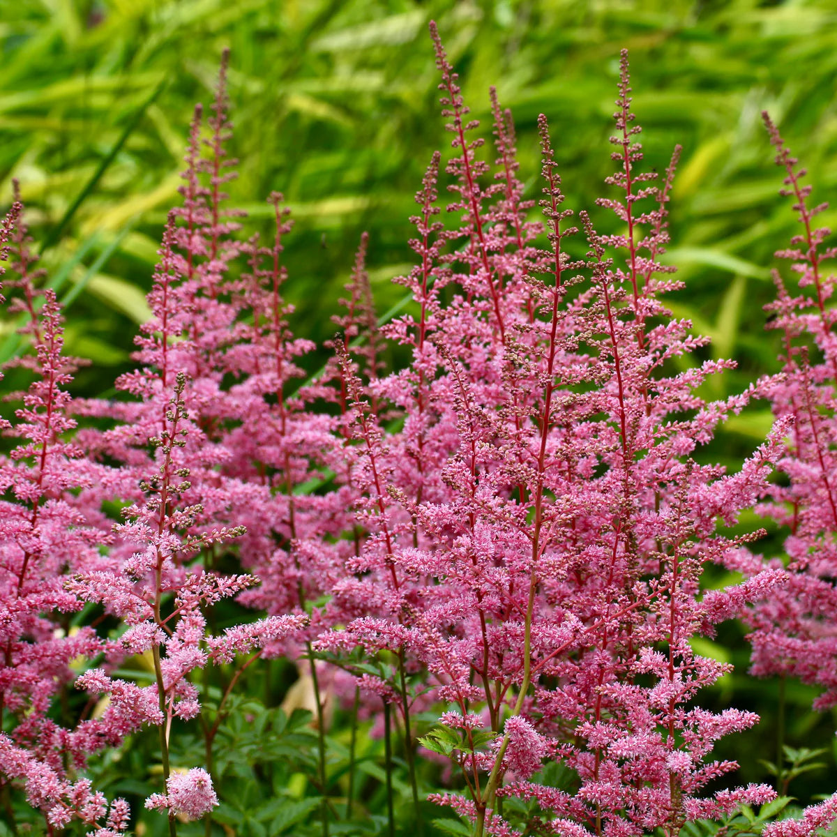 Astilbe Arendsii Flower seeds for Planting Pollinator Friendly Heirloom & GMO Free Seeds for Home Garden