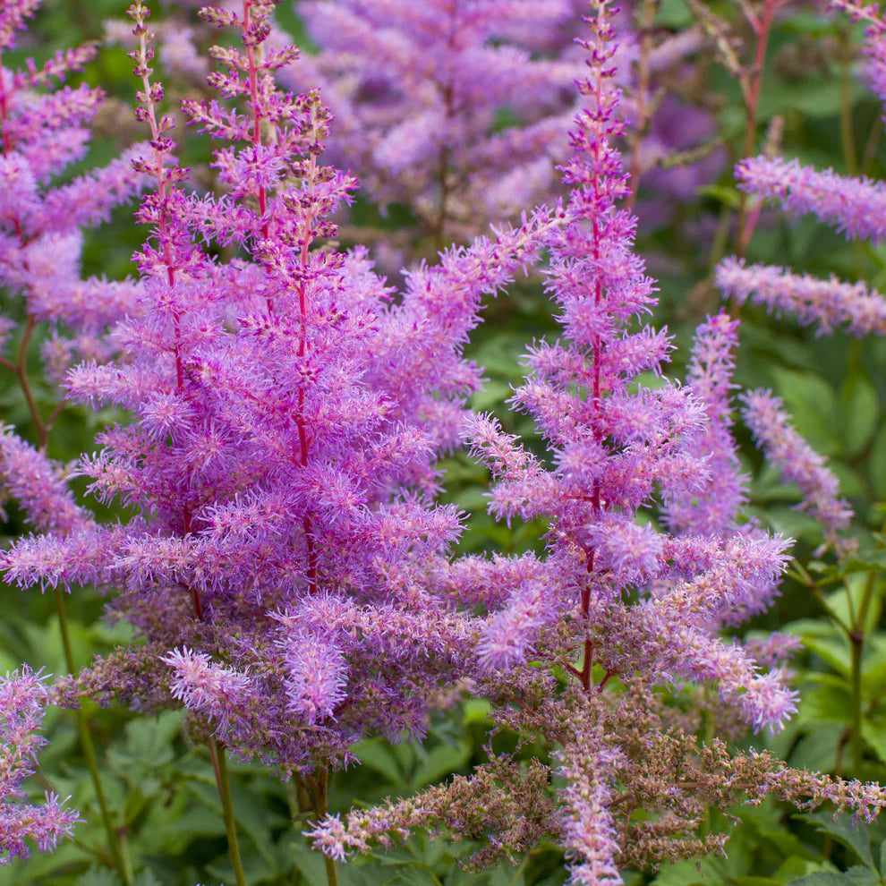 Violet Astilbe Flower Seeds for Planting Compact Growth Heirloom & GMO Free Seeds for Home Garden
 
 Sale